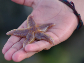 Мне звезда упала на ладошку